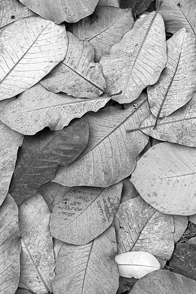 Magnolia leaf texture B/W: Fallen leaves from a magnolia tree in autumn.