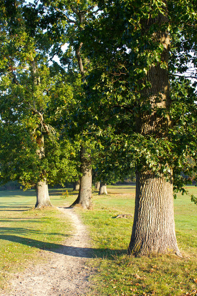 Old path by oak trees