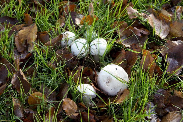 Wild autumn mushrooms