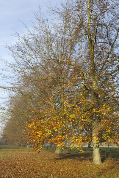Beech trees in autumn 03