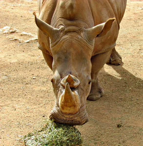 rhino snack time1