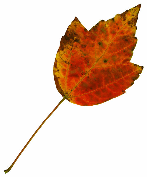 Leaf 23