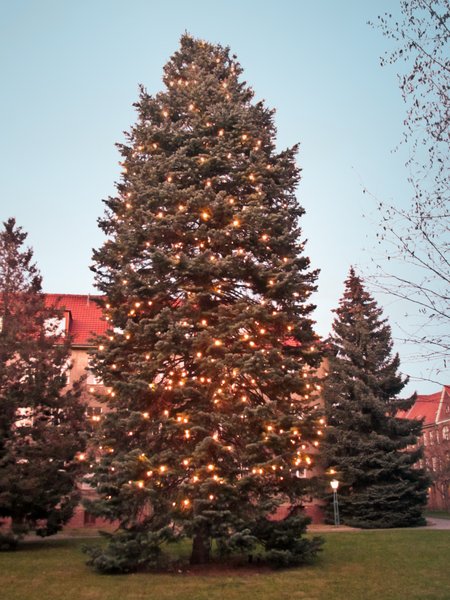 huge christmas tree