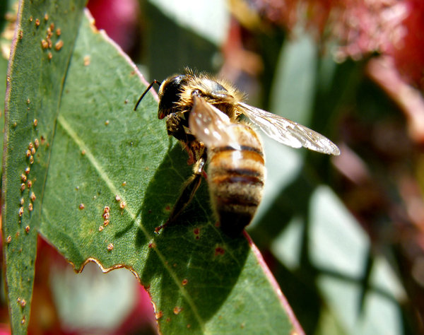 resting bee