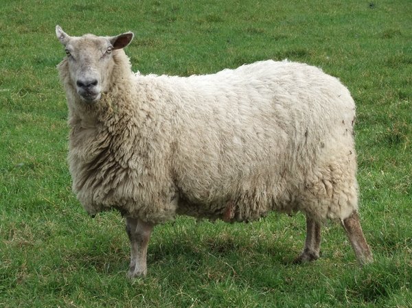 Spring Sheep: sheep