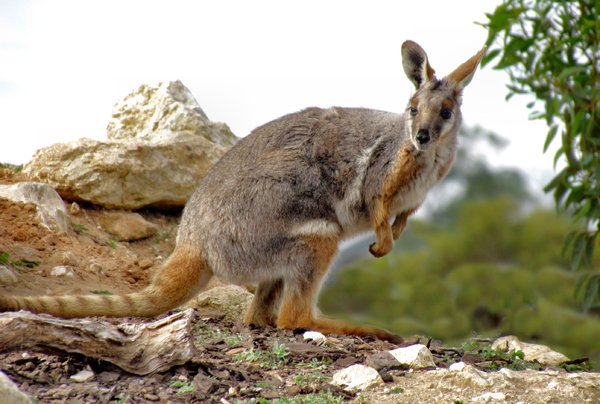 yellow-footed rock wallaby8