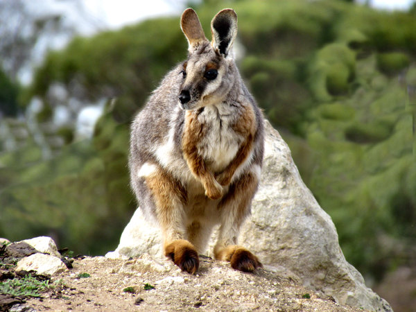 yellow-footed rock wallaby4