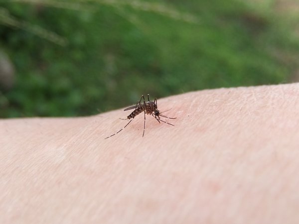 Mosquito Alimentação: 