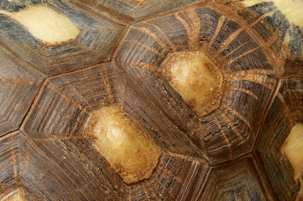 tortoise shell contours2