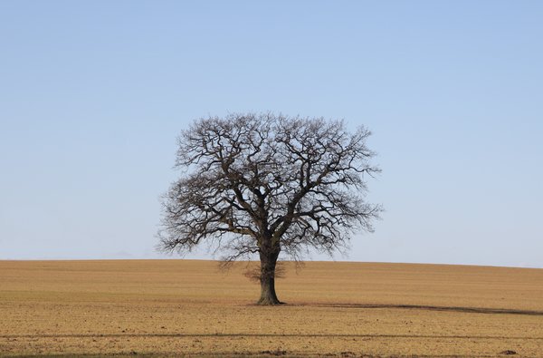 Single tree