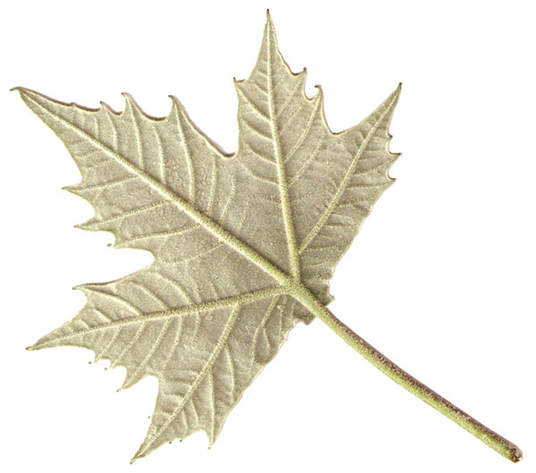 the back side of  a maple leaf