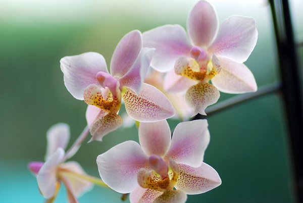 Orchideen: 