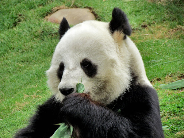 panda snack time2
