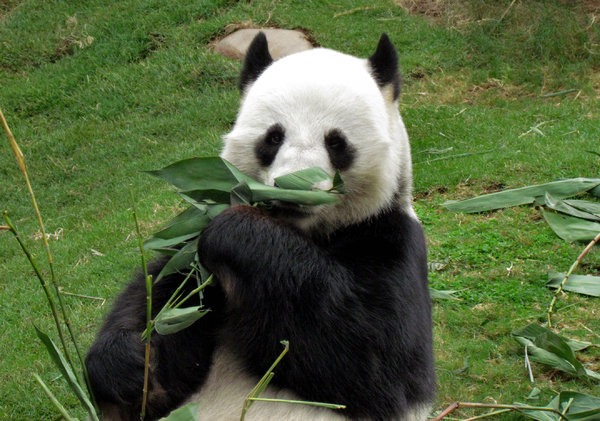 panda snack time7