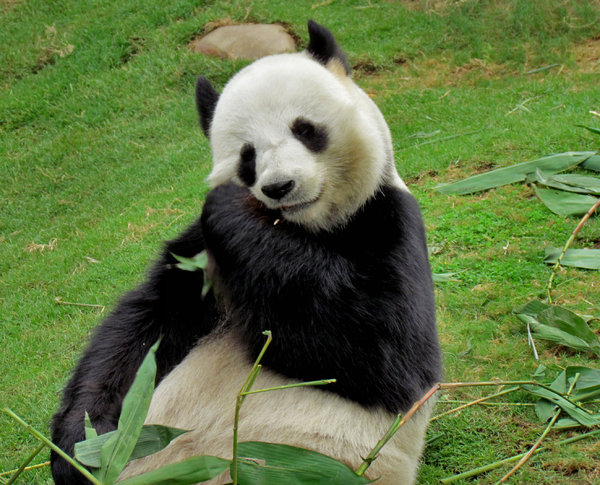 panda snack time9