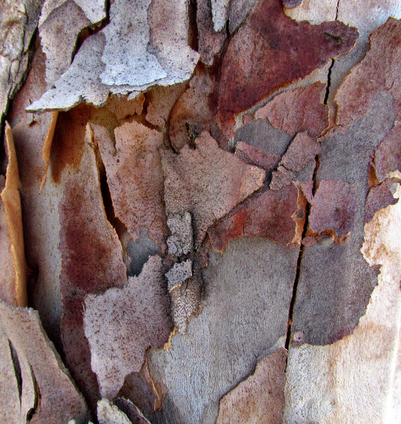 peeling bark textures1
