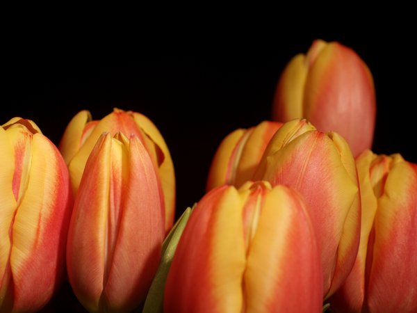 Bouquet of striped tulips