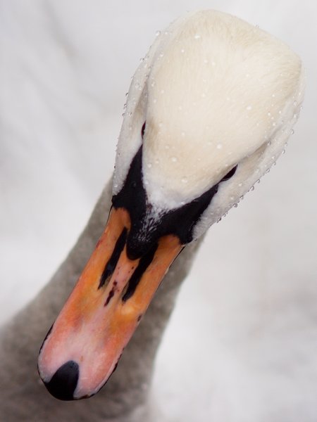 Swans head with water drops