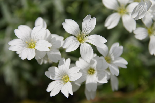 białe kwiaty: 