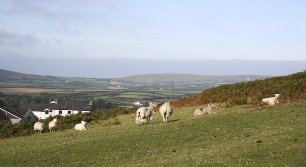 Sheep hillside