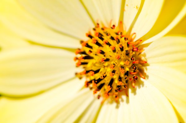 Yellow daisy macro
