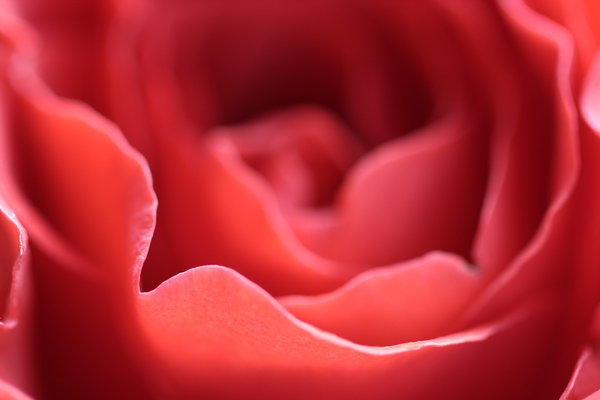 rose: No. 2339 (2011)