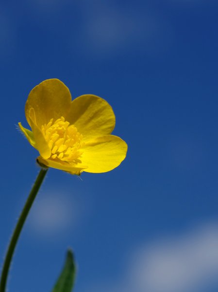Buttercup in front of sky