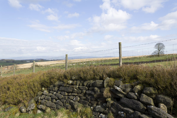 Drystone wall landscape 2