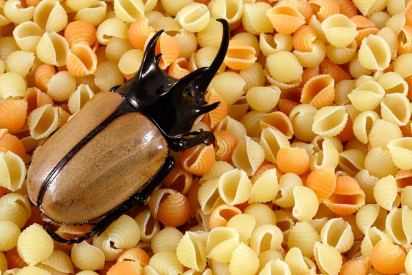 Pasta Beetle