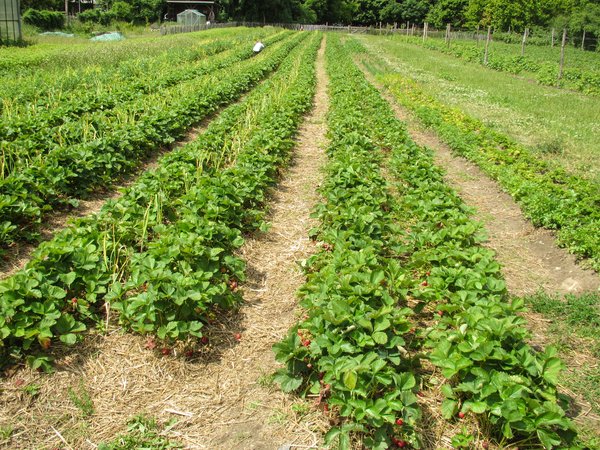 ripe organic strawberry field