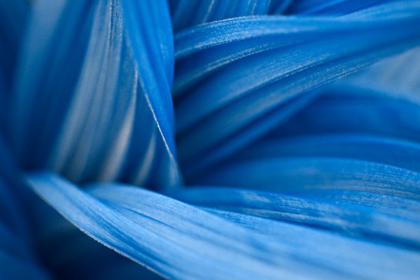 Veratrum Macro: Macro photo of a veratrum plant with blue color tinting.