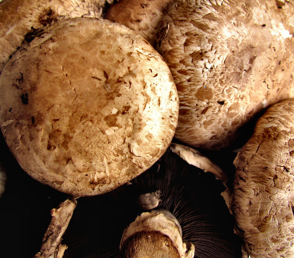 mushroom textures7