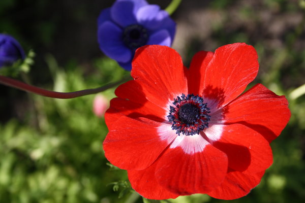 Red and blue anemone