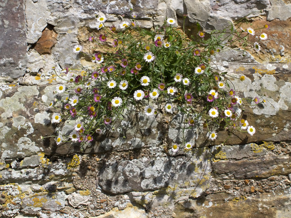 Flowers growing on a wall