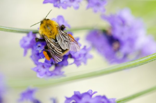 Bumble bee in lavender