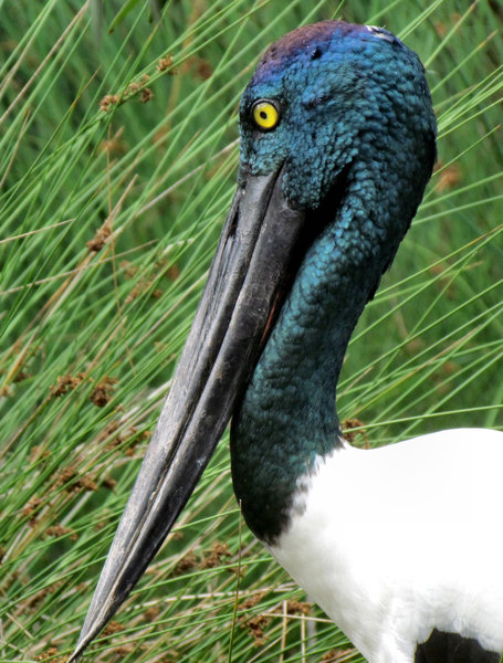 black-necked stork2