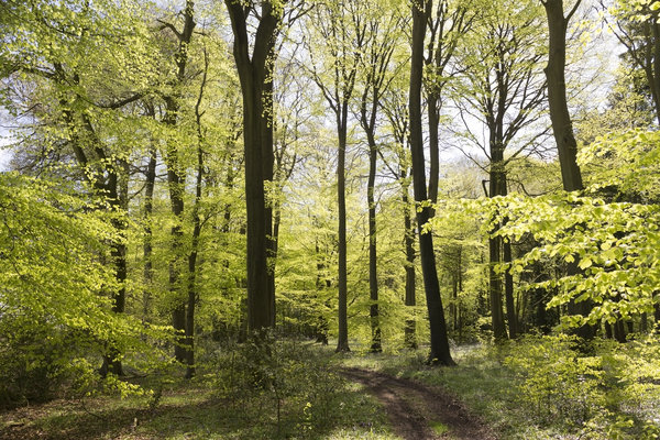Spring woodland: Spring woodland in southern England.