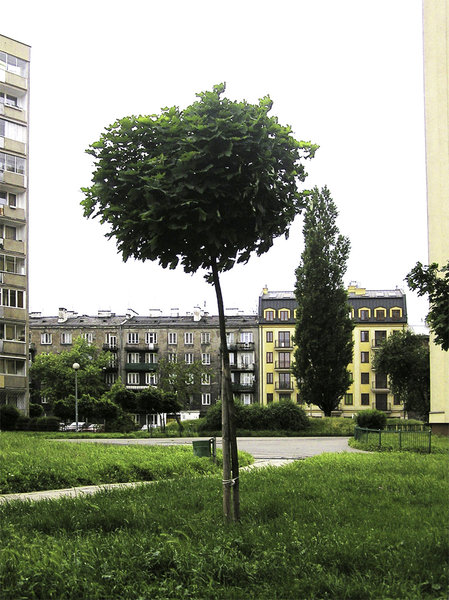 Young tree among the blocks