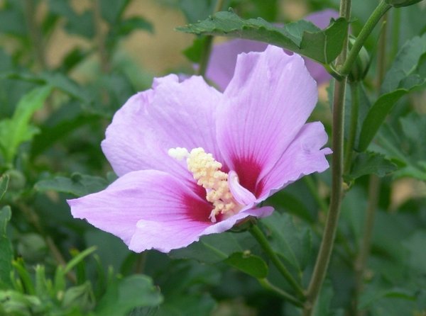 Rose of Sharon: Rose of Sharon bush makes a wonderful shrub in the garden, with lovely flowers from mid-summer until first frost.