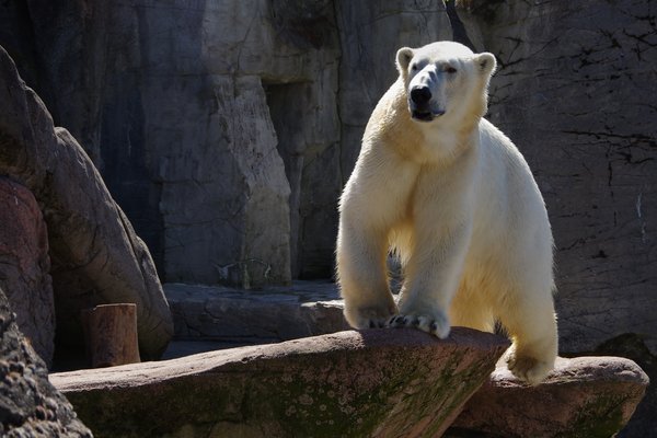 urso polar: 