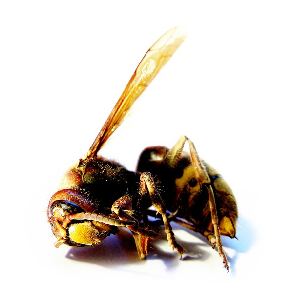 Dead Hornet