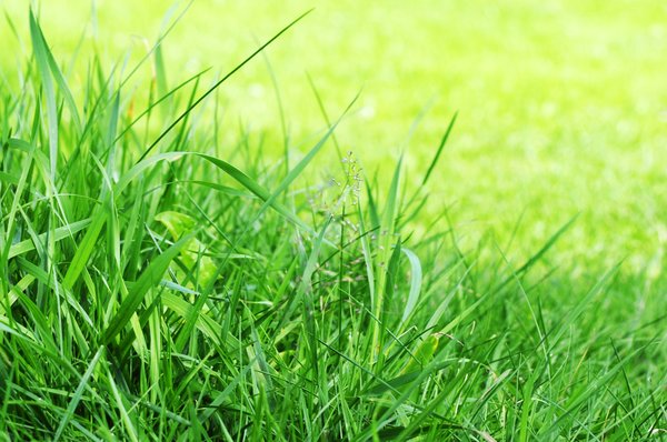 Grass: Grass on a sunny summers day