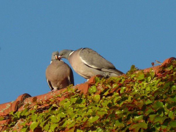 True Love (Pigeons on roof)