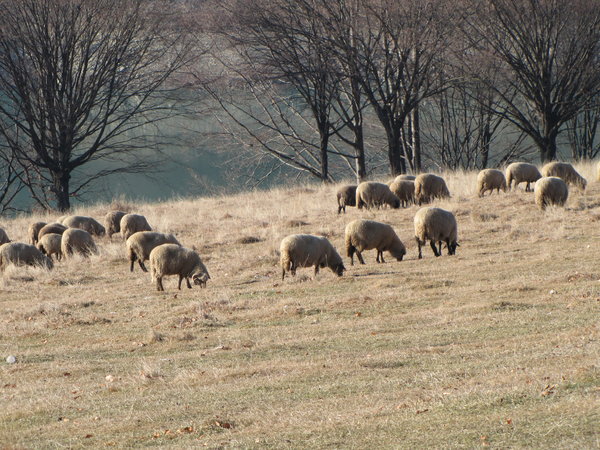 winter sheep