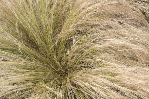 Ornamental grass texture