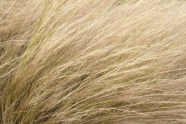 Ornamental grass texture