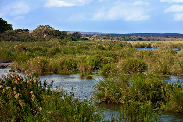 Kruger Park Landscape