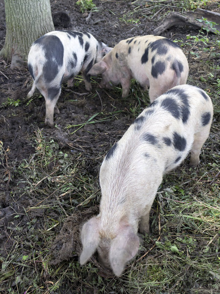Spotted pigs