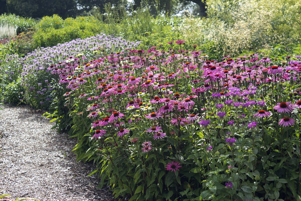 Summer flower border: A border of summer flowers in a garden in England.