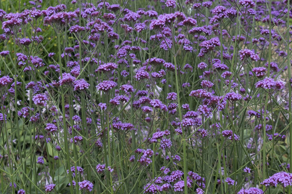 Slender purple flowers